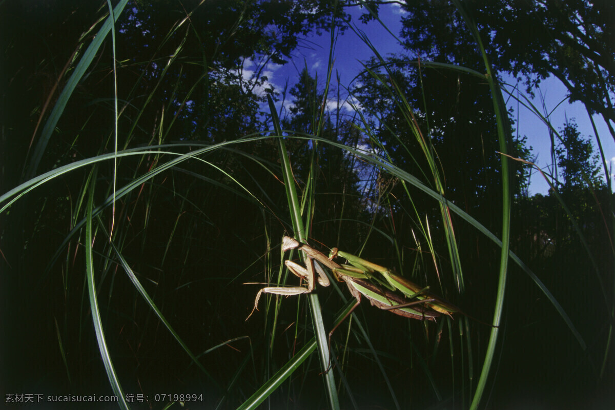 螳螂摄影 螳螂 昆虫 害虫 秋天 自然摄影 生态摄影 微距 特写 生物世界 昆虫世界 黑色