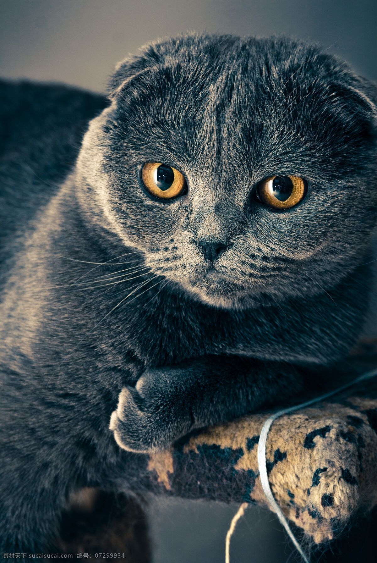 猫咪 动物 注视 安静 呆滞 可爱 萌宠 生物世界 家禽家畜