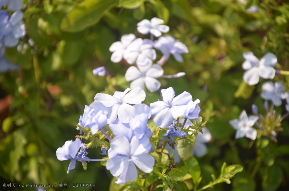 花卉 蓝雪花 蓝花丹 蓝茉莉 穗状花序 花冠淡蓝色 高脚碟状 花卉系列 生物世界 花草