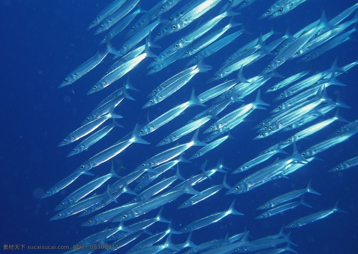 海洋生物 蓝色海洋 海底鱼类 海水 海底鱼群 珊瑚 海藻海草 海底摄影 海底世界 海底生物 海洋世界 海底奇观 图素动植物类 生物世界