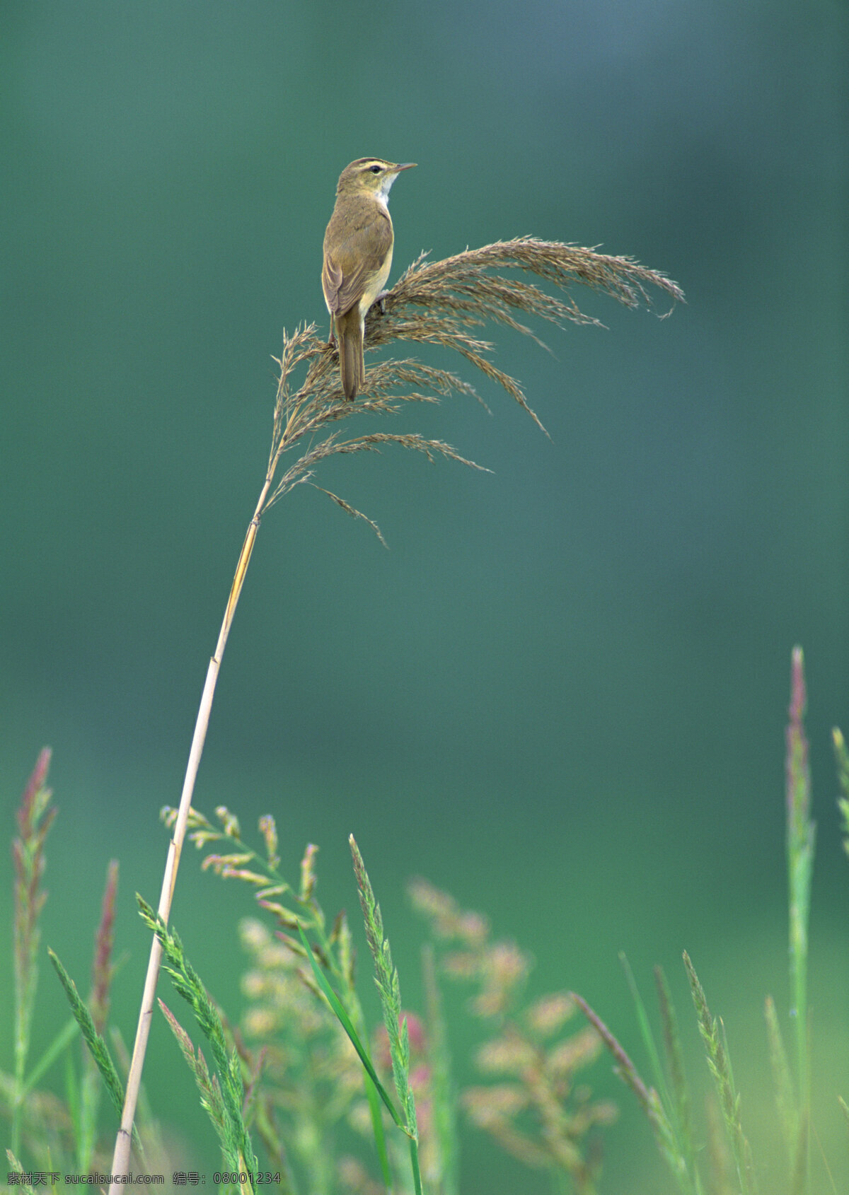 翅膀 大自然 鸟类 摄影图库 生物世界 小鸟 羽毛 植物 上 植物上的小鸟 psd源文件