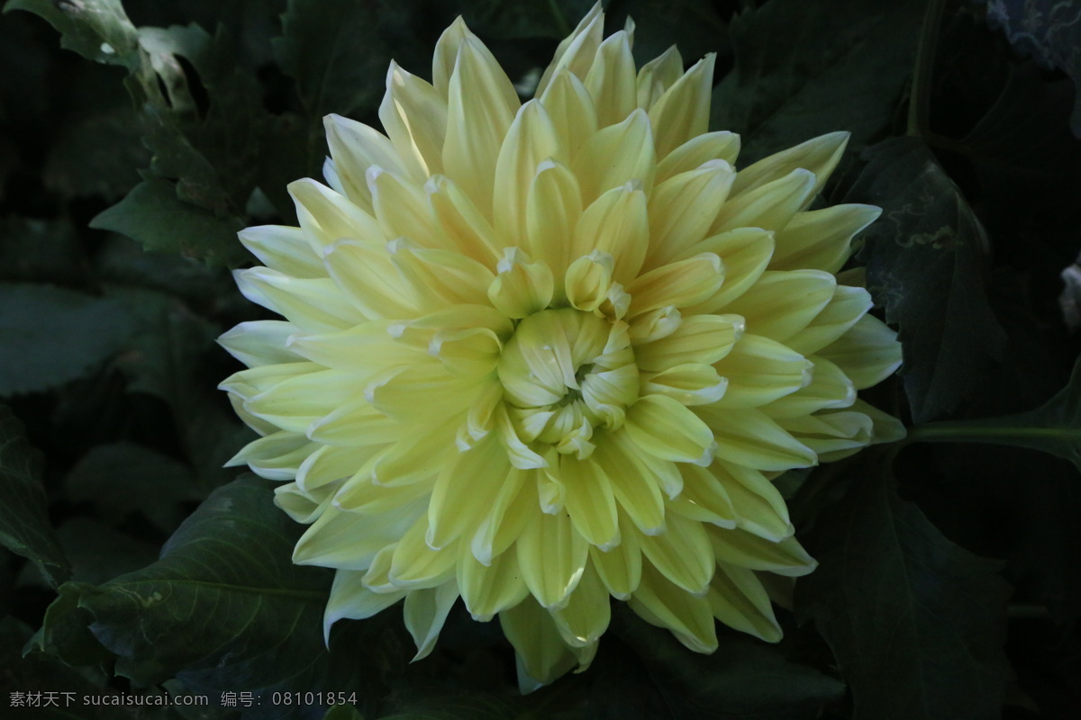 大丽花 大丽菊 天竺牡丹 地瓜花 大理花 西番莲 洋菊 花卉 花朵 花瓣 草花 绿化景观 植物 花儿 花蕊 小丽花大丽花 生物世界 花草