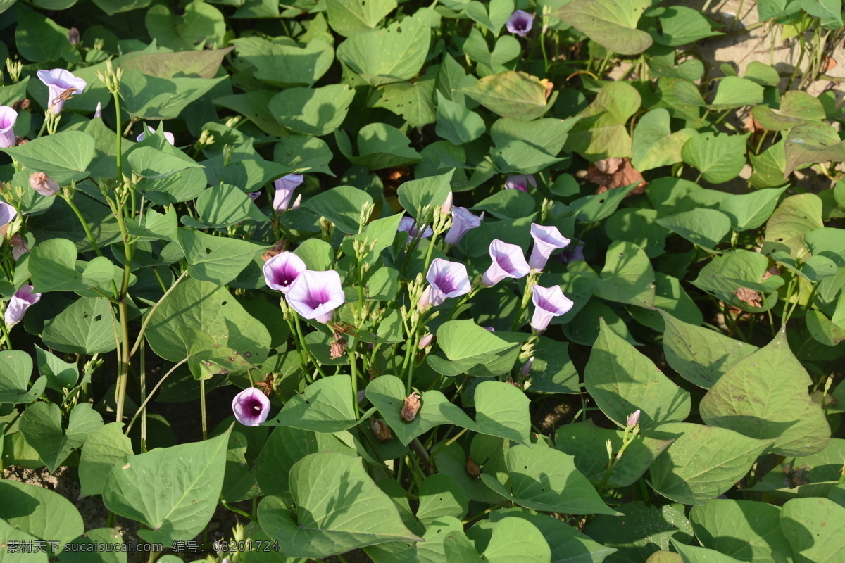 番薯花 花朵 花儿 植物 农业 开花 种植 生长期 生物世界 花草
