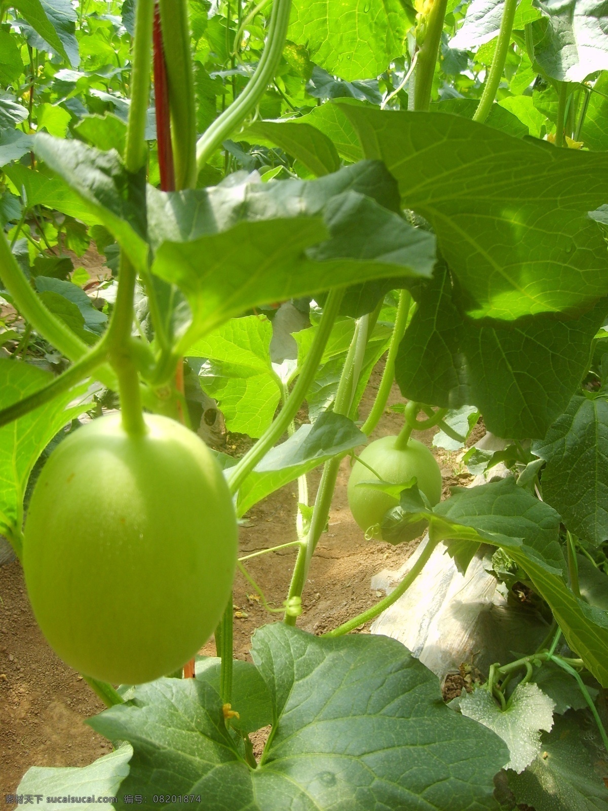 甜瓜 大棚甜瓜 瓜菜 大棚蔬菜 农业 水果 生物世界