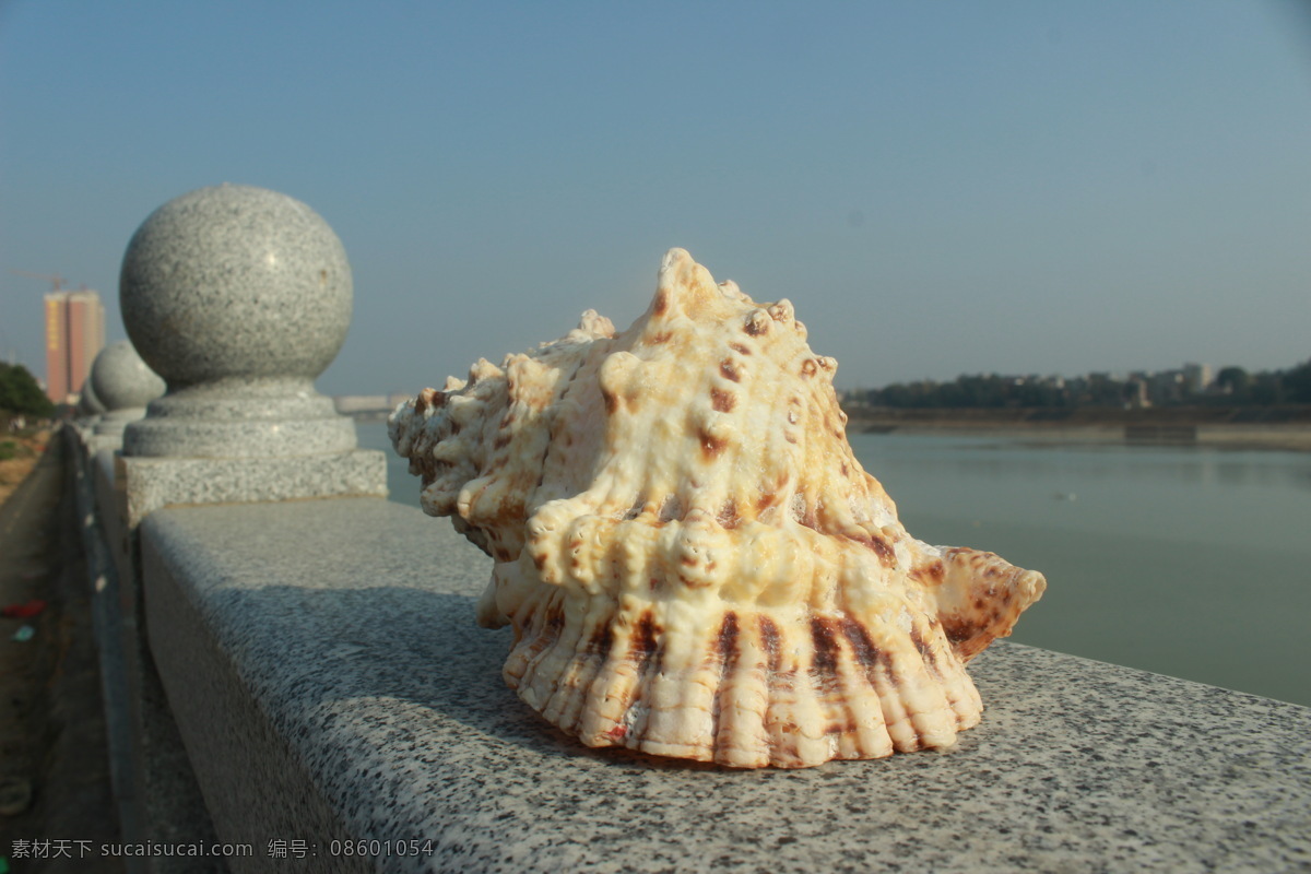 海螺 贝壳 贝壳工艺品 四大名螺 海贝壳 贝类 旅游捡贝壳 彩色海螺 海螺标本 海螺饰品 海螺纹理 海贝 贝壳标本 贝壳饰品 贝壳纹理 高清贝壳 生物世界 海洋生物