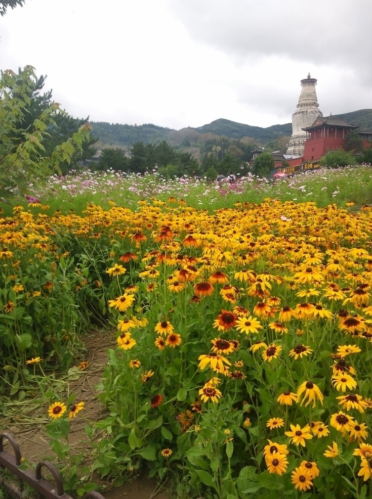 五台山风景 五台山 风景 鲜花 白塔 自然风光 自拍风景图片 自然景观 自然风景