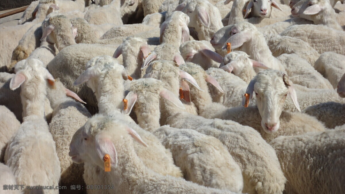 伊犁河谷羊群 绵羊 羊 小尾寒羊 羊群 羊舍 羊羔 大羊 畜牧 畜牧业 肉羊 羊肉 家畜 牲畜 美羊羊 喜羊羊 家禽家畜 生物世界