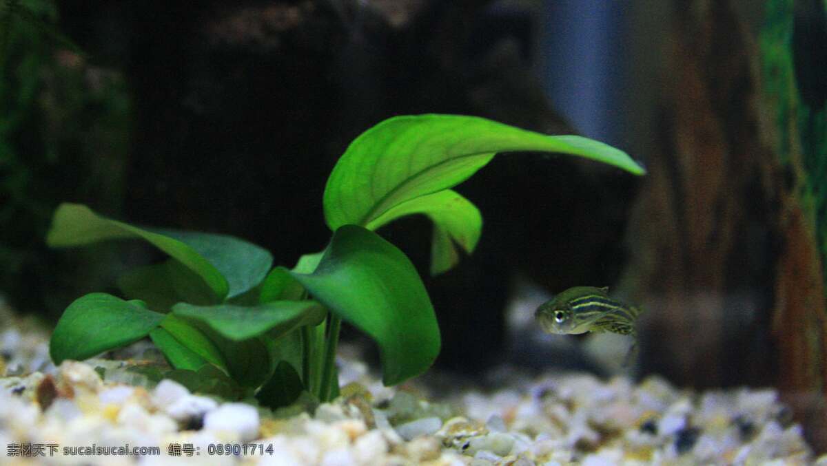 水族箱 海底世界 摄影图 生活素材 鱼 植物 生活百科 图片库 风景 生活 旅游餐饮