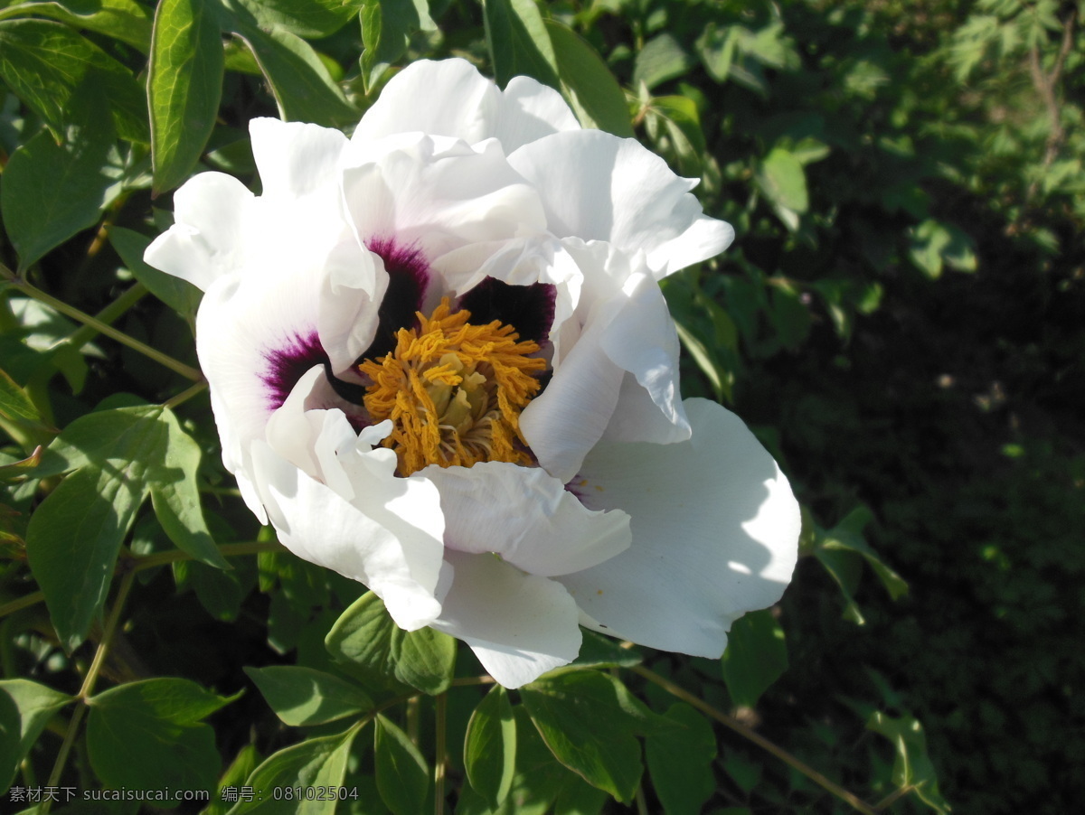 牡丹花 春天 高清图 花草 花开富贵 生物世界 姹紫嫣红 psd源文件