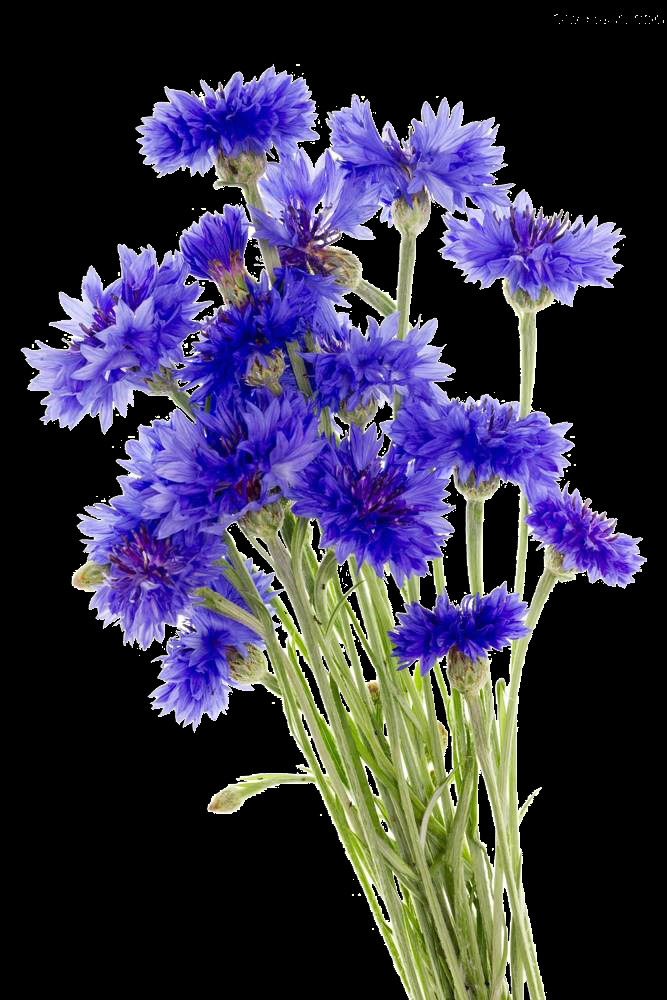 神秘 风格 紫色 花朵 花束 实物 元素 花枝 绿色植物 实物元素 紫色花朵