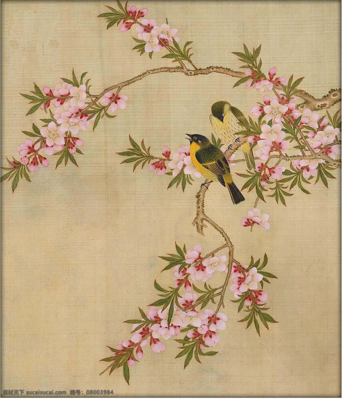 唯美工笔花鸟 古代 清代 工笔 唯美 花鸟 绘画书法 文化艺术