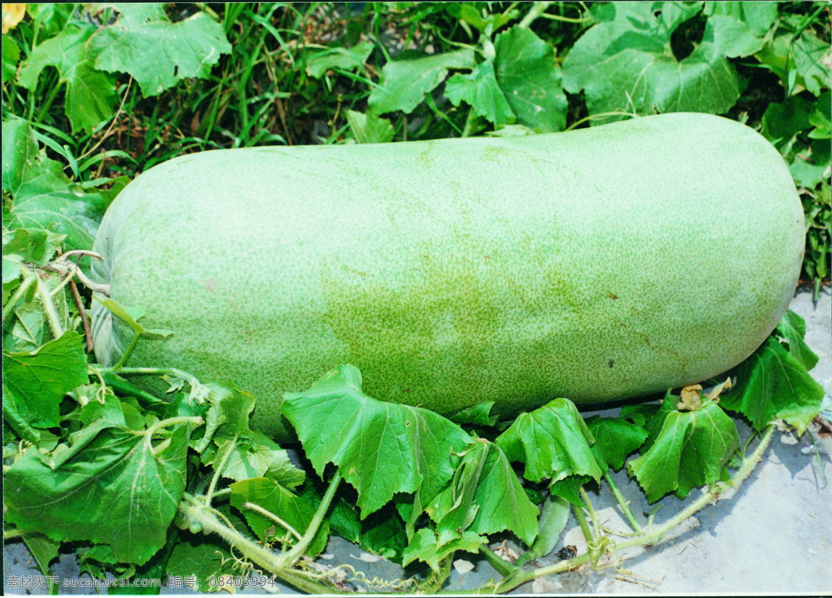 冬瓜 蔬菜 瓜果 草本植物 大冬瓜 生物世界