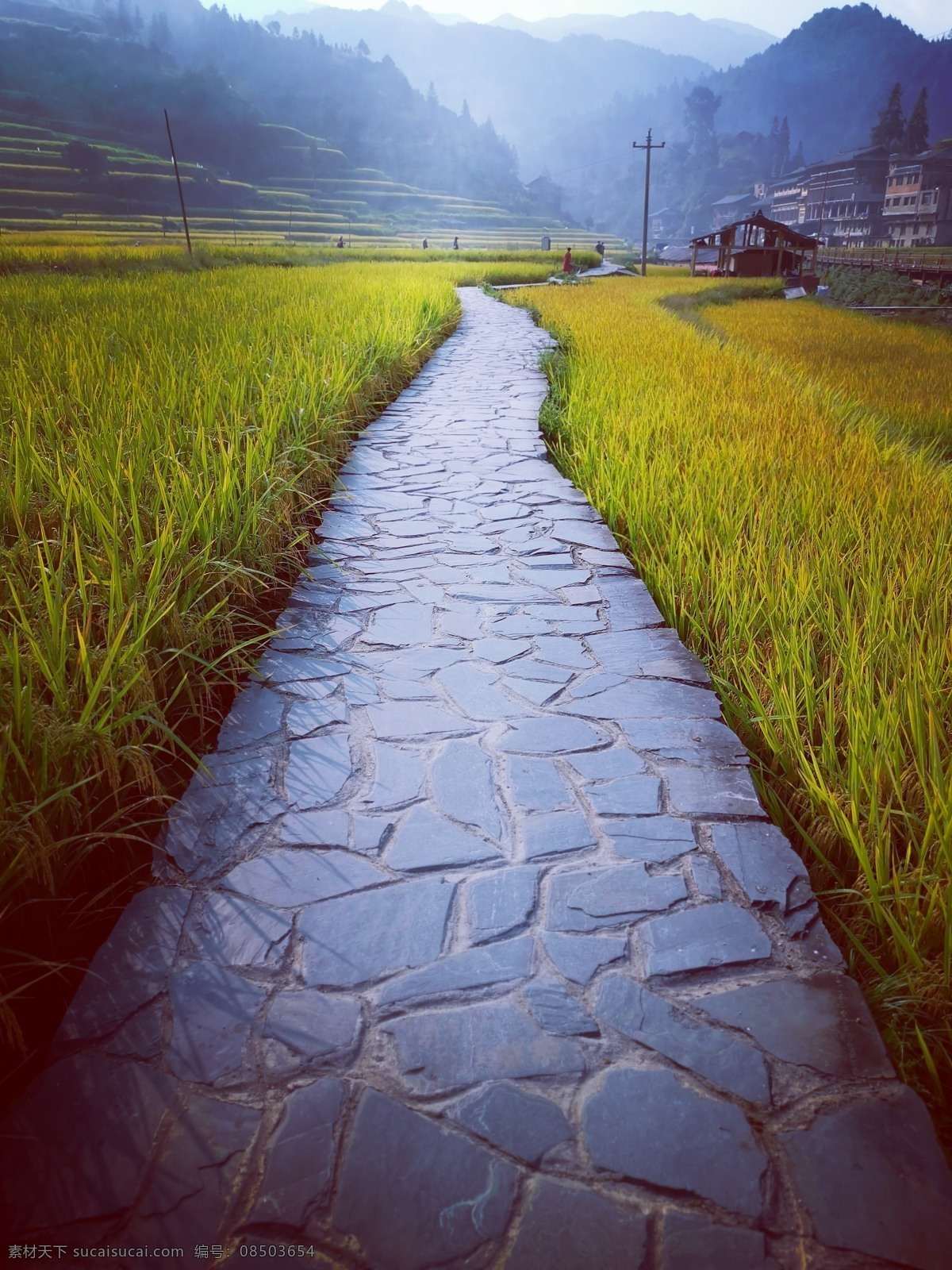 千户苗寨 小路 稻田 石头路 道路 古镇 早晨 旅游摄影 自然风景