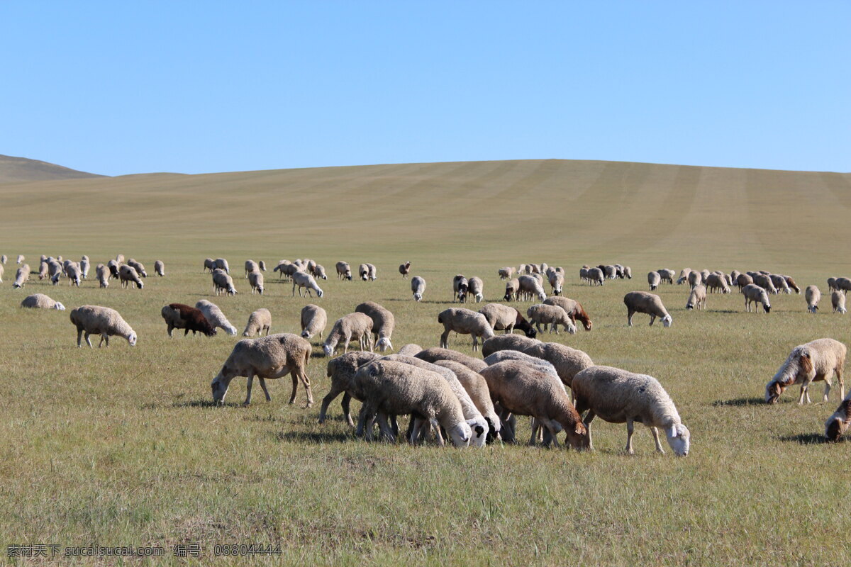 工作的羊群 额尔古纳 羊群 草原 自然风景 旅游摄影