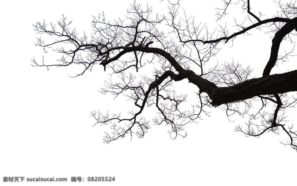 高清挂角树 枯枝 植物 分层 源文件