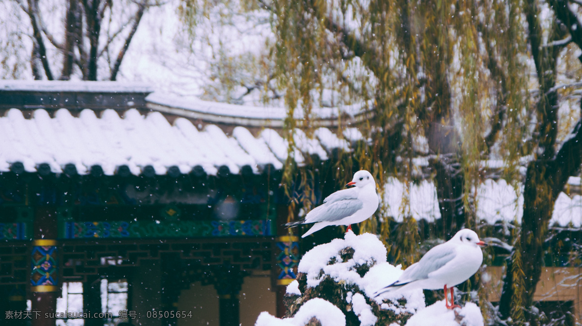 雪中海鸥 中国 云南 昆明 翠湖 雪景 海鸥 雪 假山 白色 国内旅游 旅游摄影