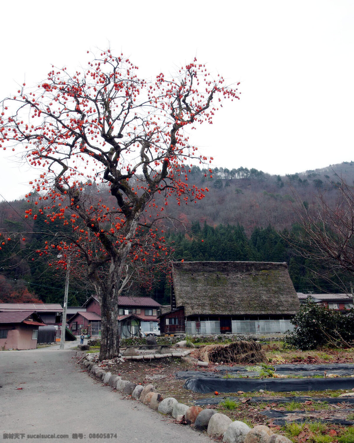 村头一角 果树 房屋 公路 天空 山峰 生活素材 生活百科
