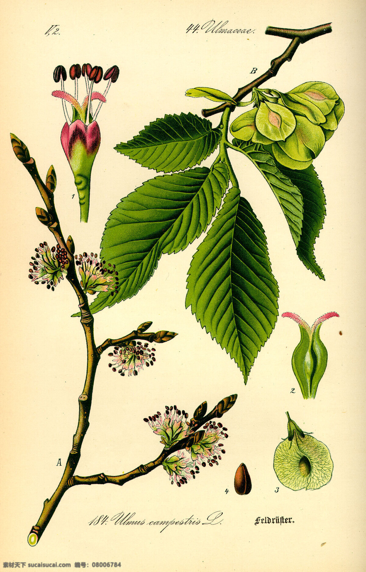 手绘植物图谱 手绘植物图册 种子植物 植物 花朵 叶子 花草 绿色植物 绿叶 花草图册 手绘植物 手绘花朵 植物图册 彩色植物图谱 植物科普 文化艺术 绘画书法