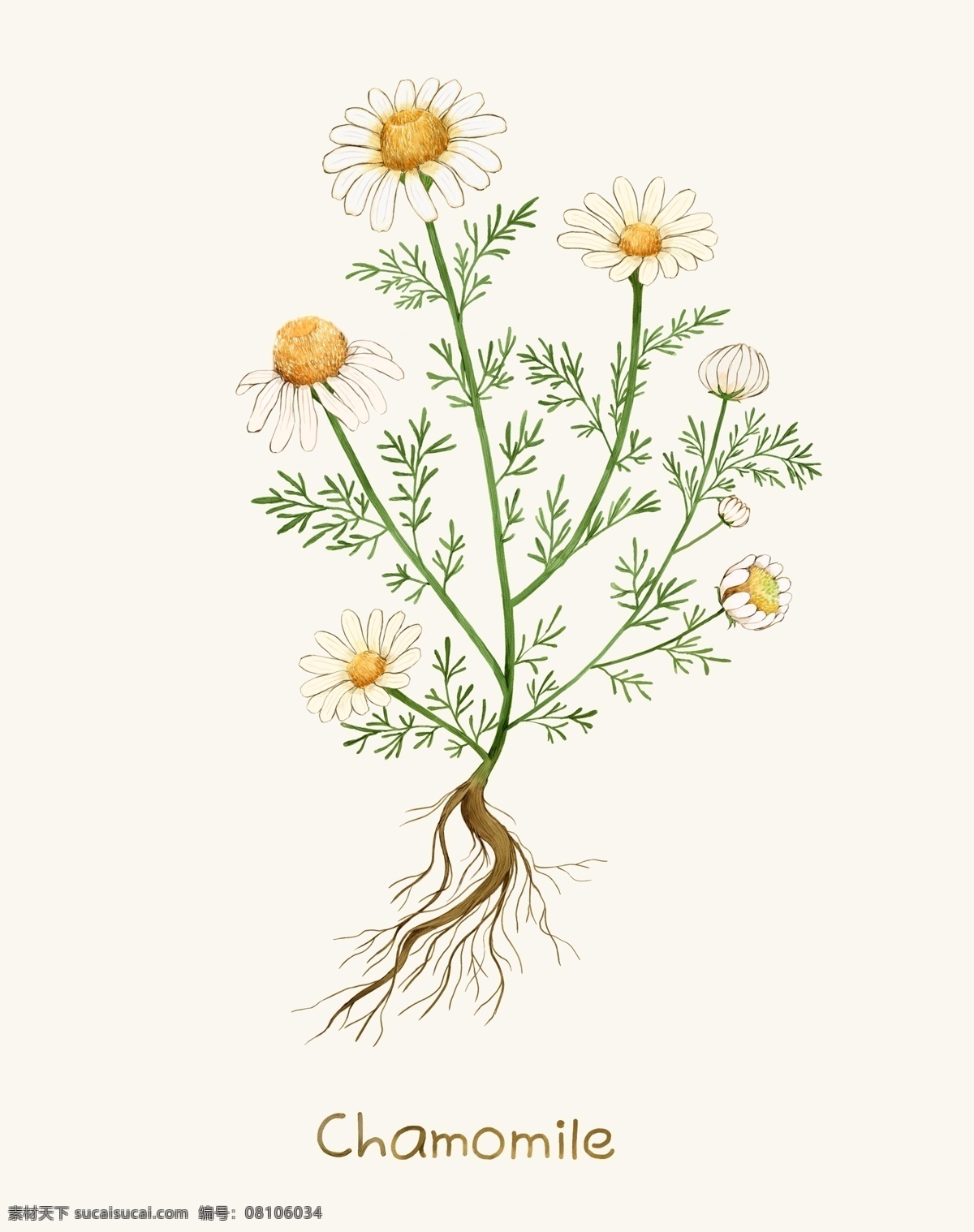 手绘植物 花 花朵 花卉 花丛 花束 手绘花朵 水彩 amp 绘画 分层