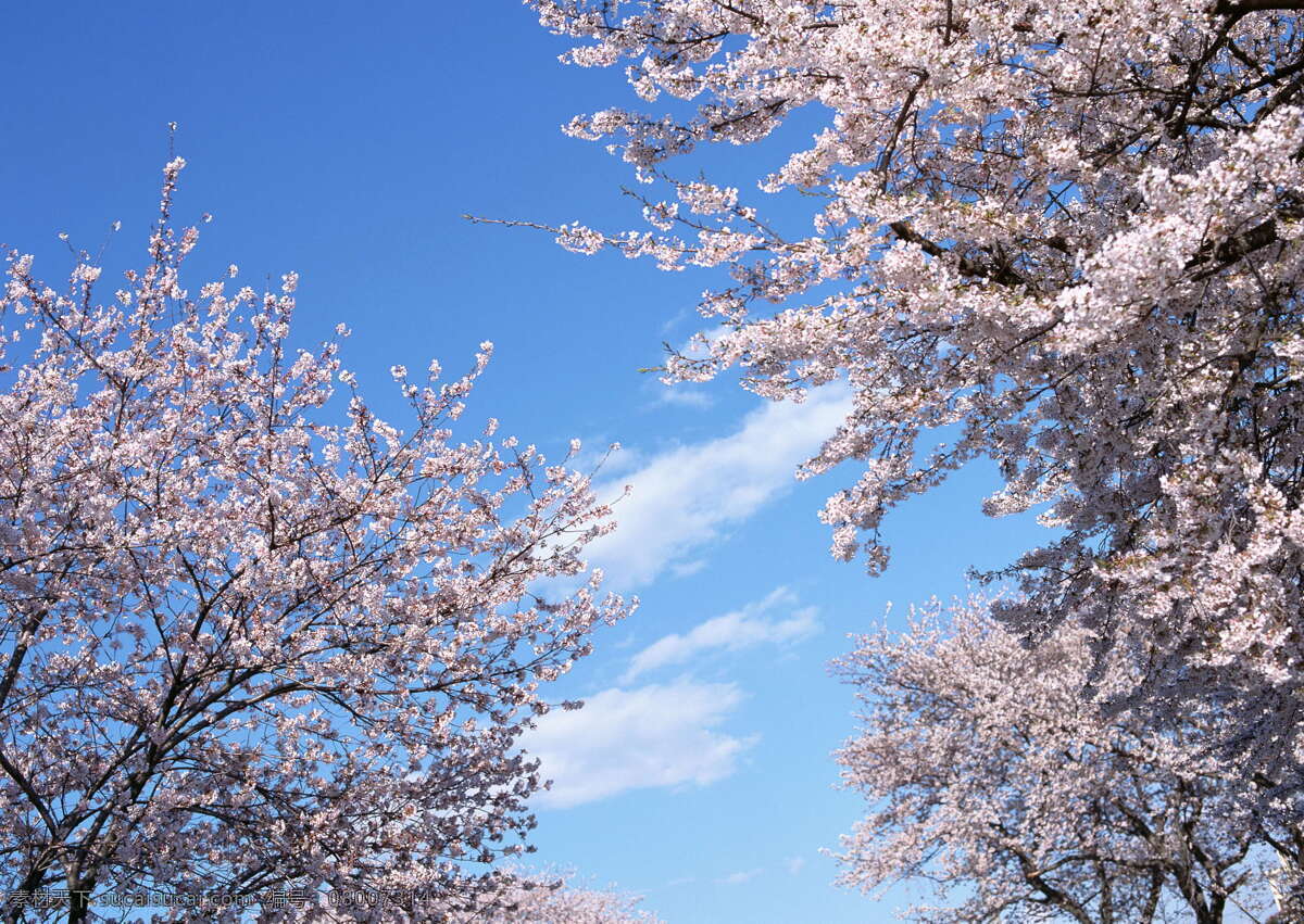 春天 花朵 春暖花朵 春天风景 春天花朵 高清图片素材 花朵图片 花卉 李花盛开 桃花 桃花林 桃花盛开 李花 杏花 植物