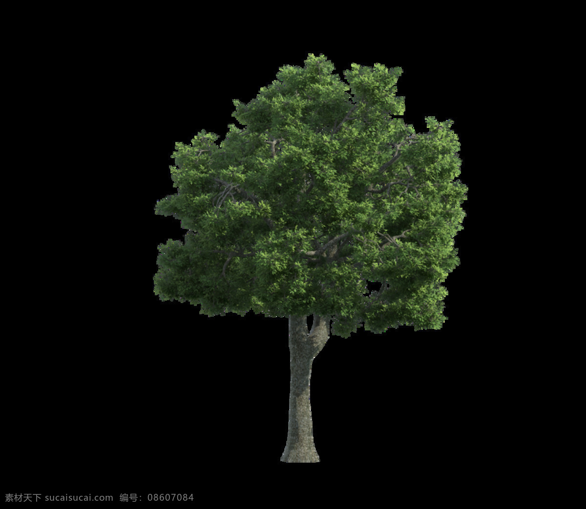 绿树 园林景观 树木 元素 png元素 免抠元素 透明元素 园林 植物