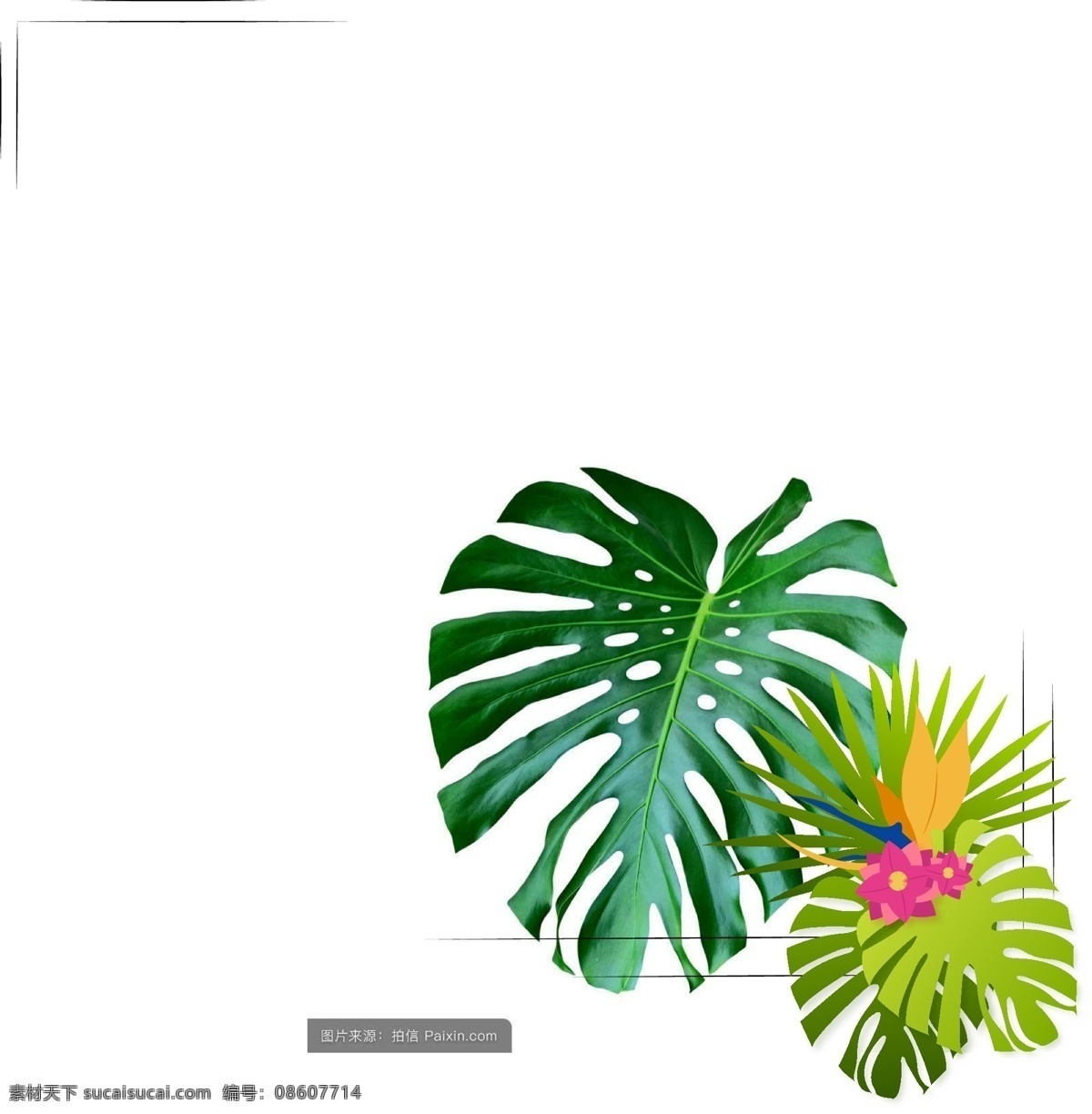 热带 植物 手绘 边框 商用 元素 热带植物 天堂鸟 龟背竹 植物边框 手绘边框 可商用