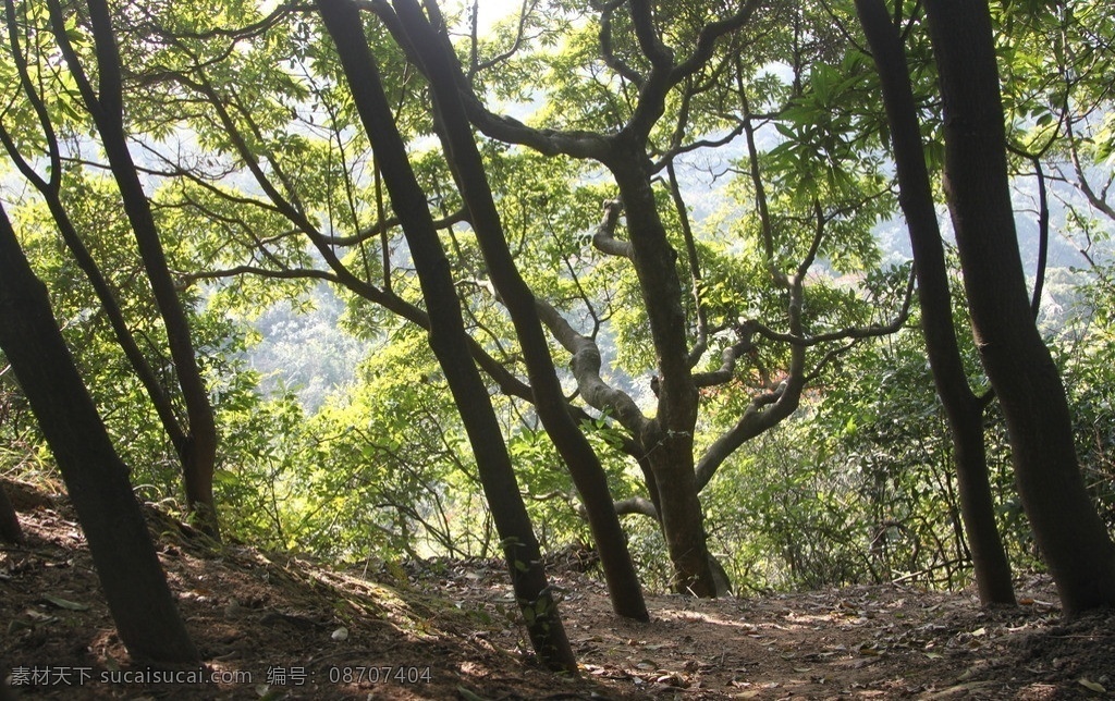 树林里 树林 山林 绿叶 树木 树 阳光点点 落叶 树木树叶 生物世界