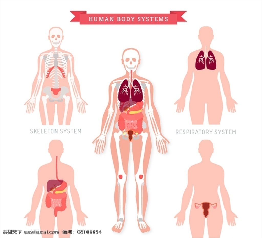 人体 五大 循环系统 运动系统 呼吸系统 消化系统 泌尿系统 矢量 高清图片