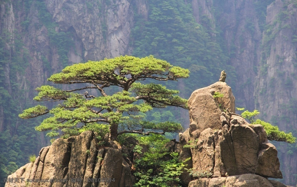 黄山不老松 旅游 国内旅游 山 植物 植被 蓝天 白云 旅游摄影