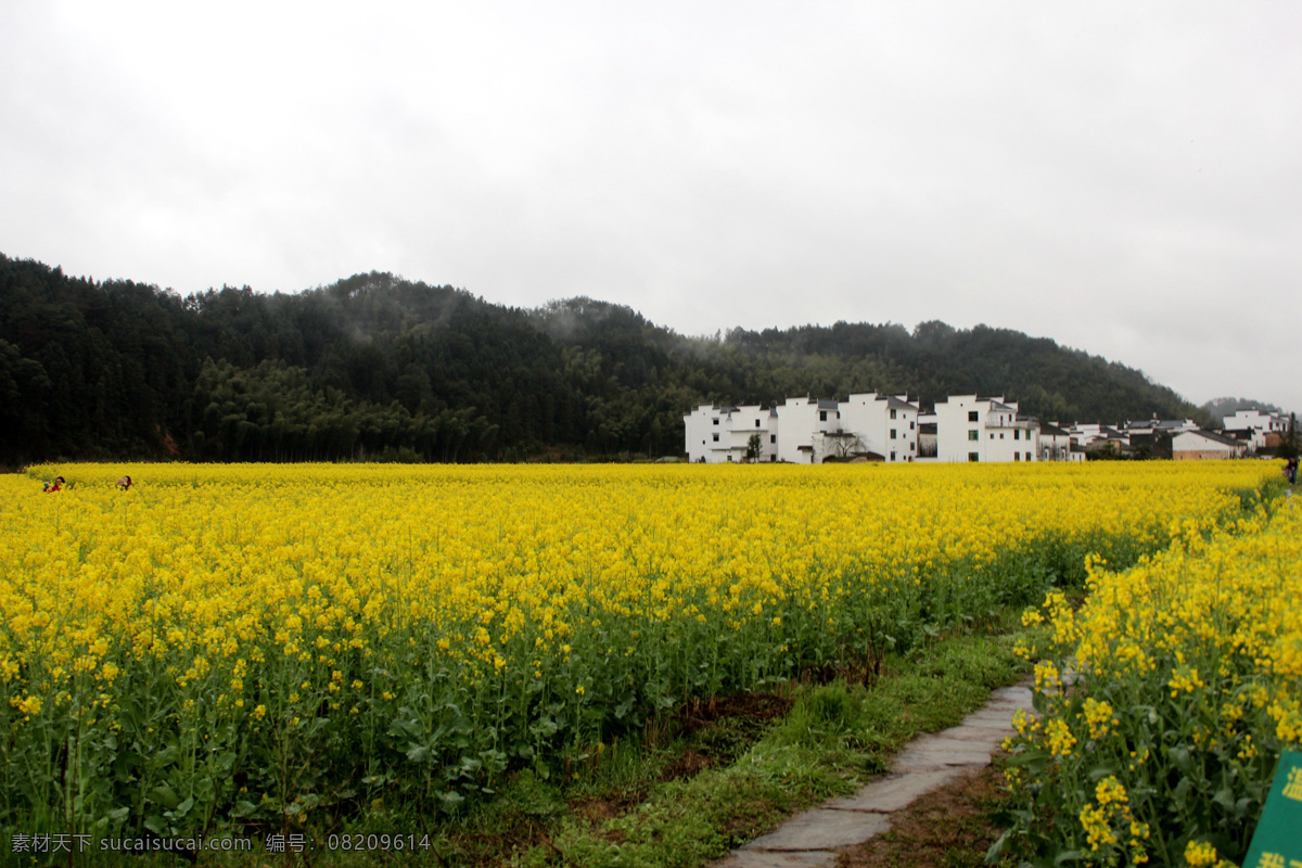 婺源风光 婺源风景 乡村自然风光 婺源 油菜花 婺源摄影 婺源游记 江西婺源 乡村摄影 古镇 小镇 乡村 田园风光 古徽州 风景 江西风景 婺源油菜花 自然景观 风景名胜