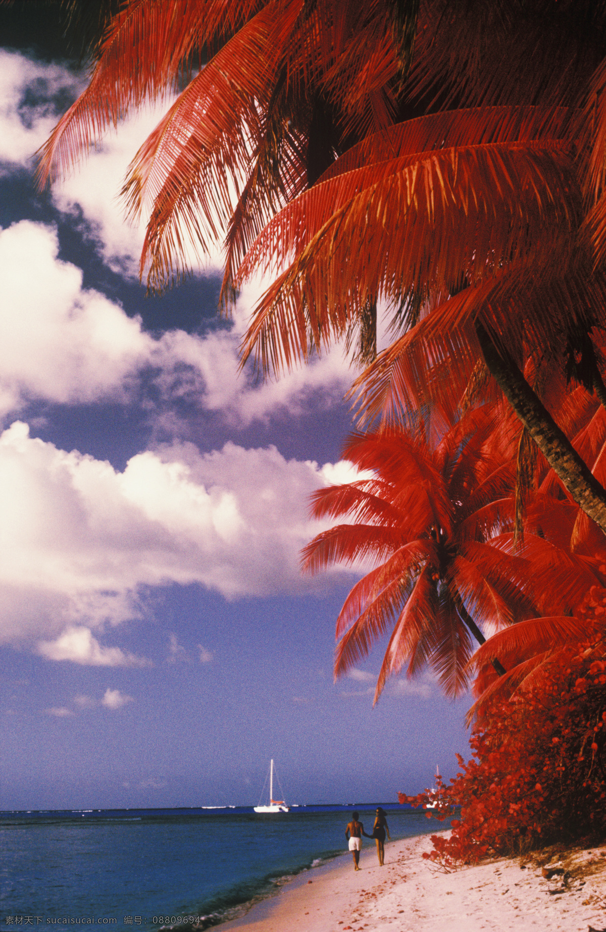 海边 红色 椰子树 大海 漂亮 美景 风景 海岸 岸边 加勒比海岸 高清图片 大海图片 风景图片