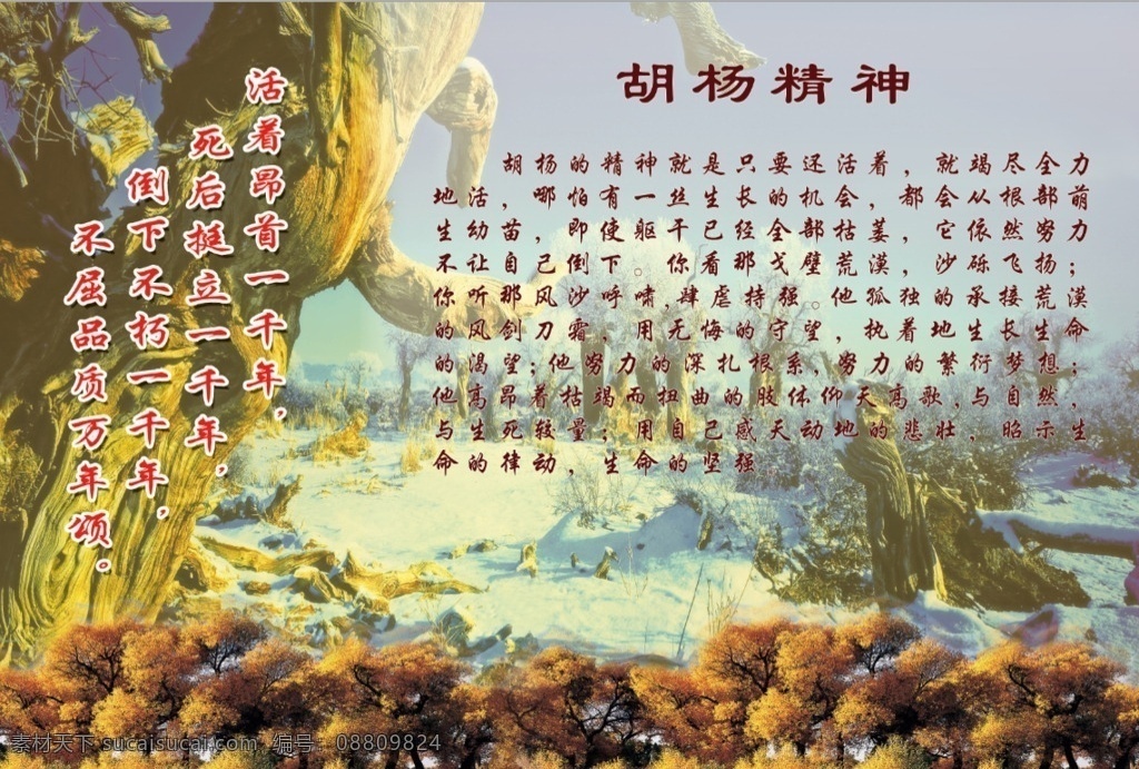 胡杨 风景 精神 介绍 背景