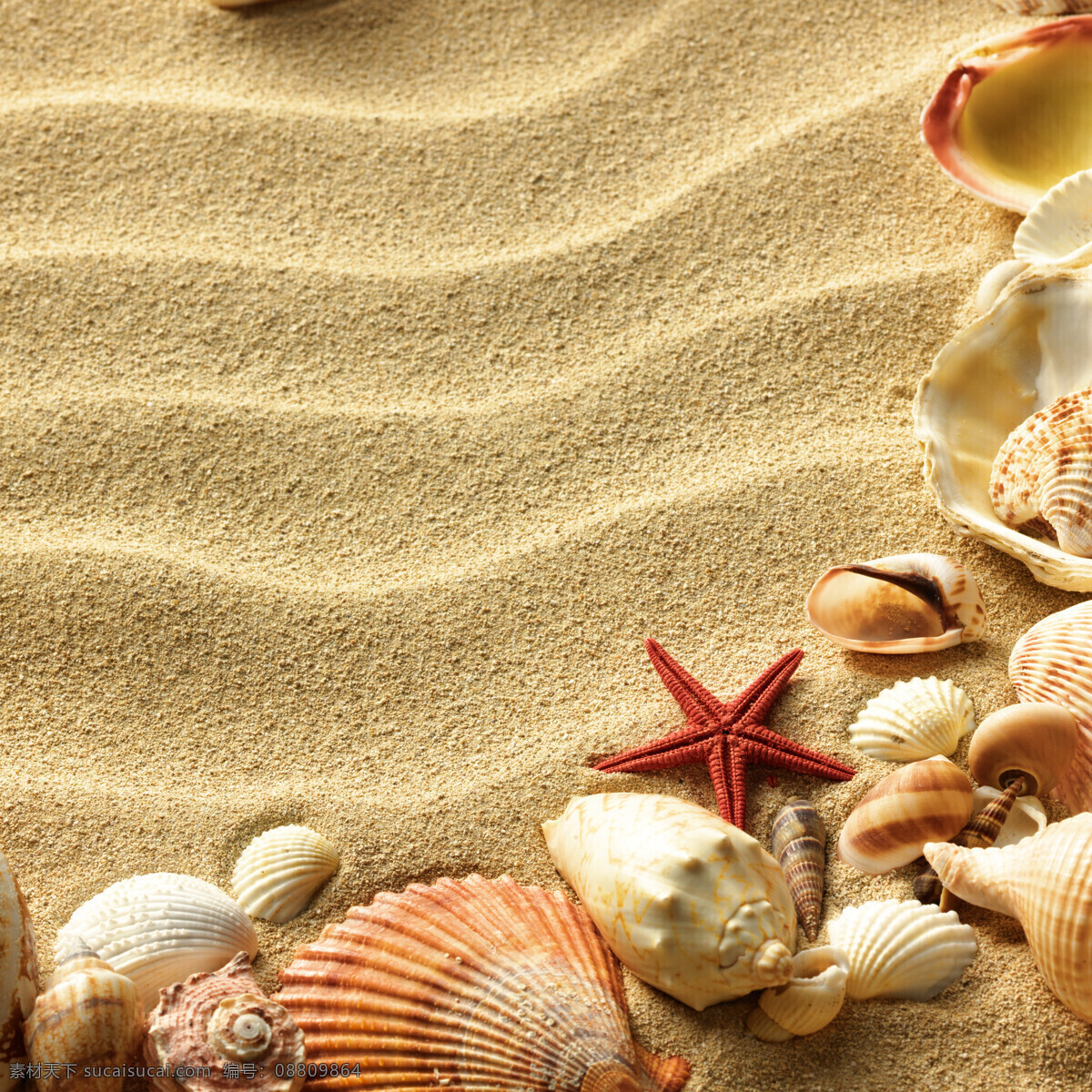 沙滩 上 海螺 海星 沙子 海滩 贝壳 海洋生物 大海图片 风景图片