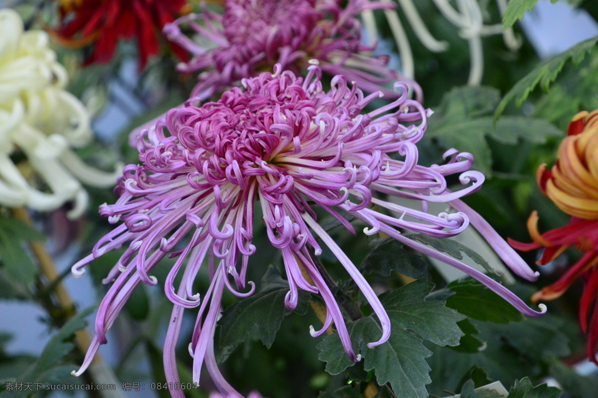 秋菊 观赏花卉 园艺 花卉素材 寿客 金英 黄华 陶菊 花卉 花儿 花草 花朵 花瓣 花蕊 菊菊花 生物世界