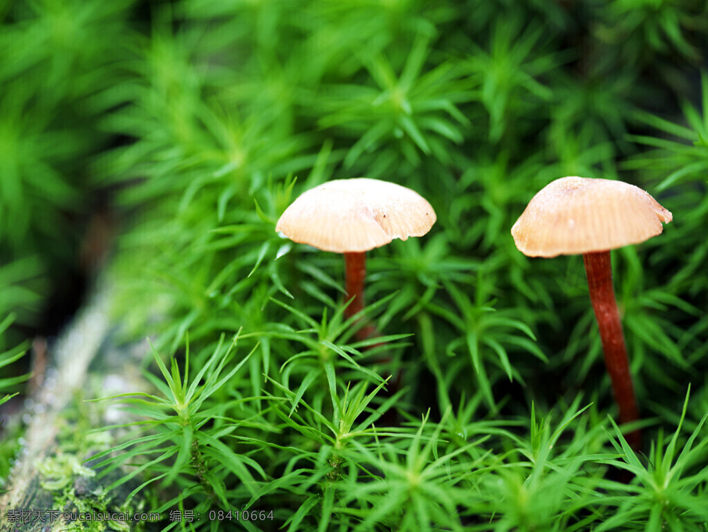 草地生机 绿草 蘑菇 生机 自然景观 自然风景 风景 摄影图库