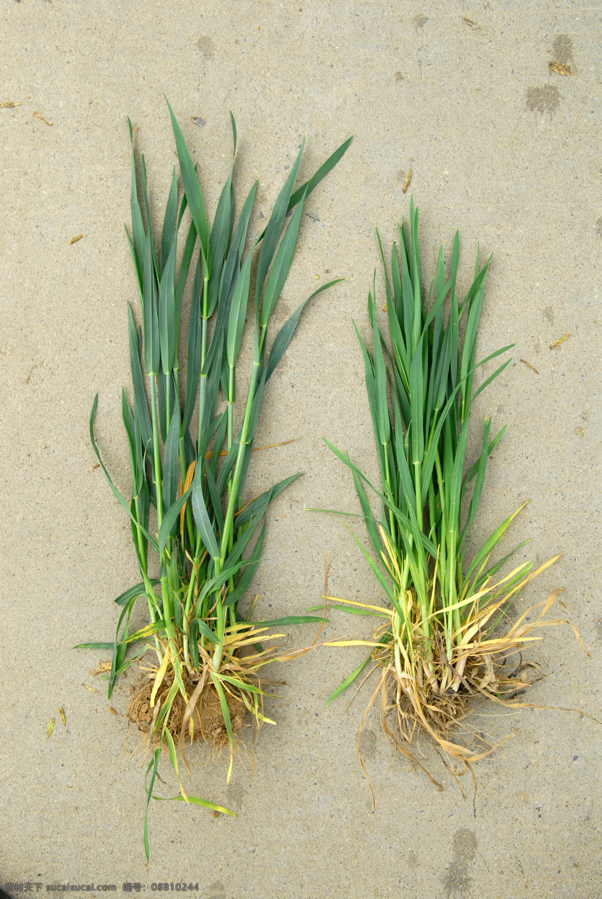 小麦对比 小麦长势 对比试验 根系发达 植株健壮 复合肥 肥料 农作物摄影 生物世界 其他生物 黄色