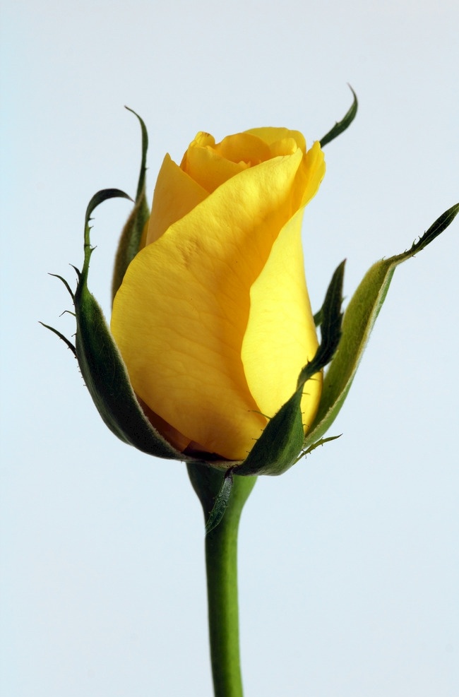 黄玫瑰 黄色玫瑰 玫瑰花 玫瑰 鲜花 花朵 花瓣 花语 花艺 生物世界 花草
