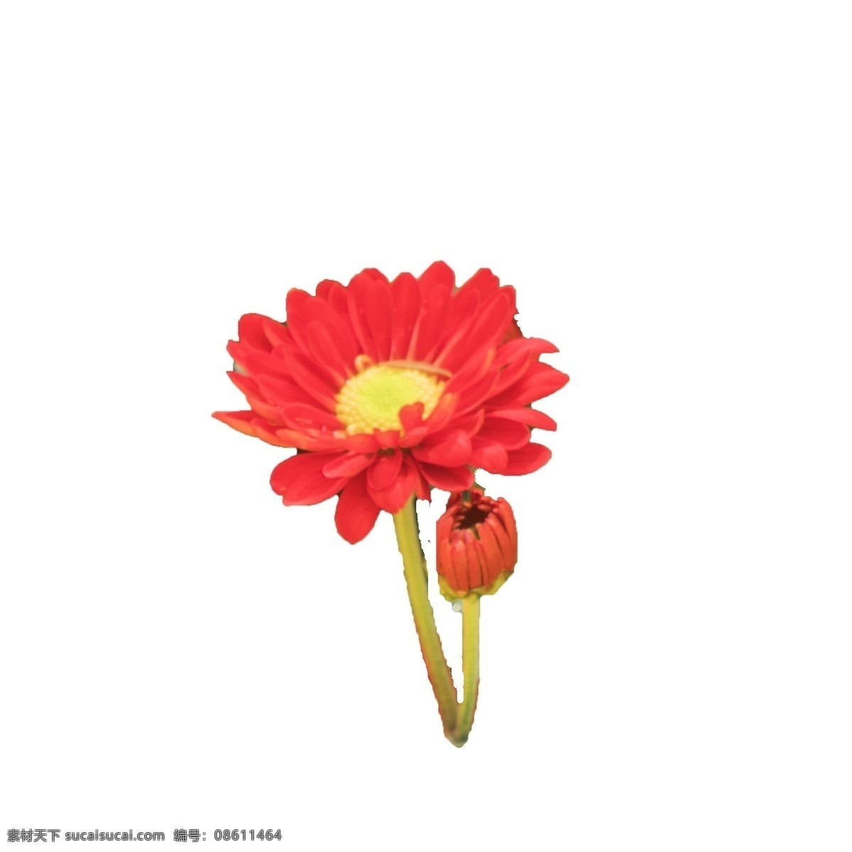 单 朵 美丽 花束 大自然 赠 红色黄色绿植 公园 景观 多朵 美丽花束 彩色 观赏 红花绿叶