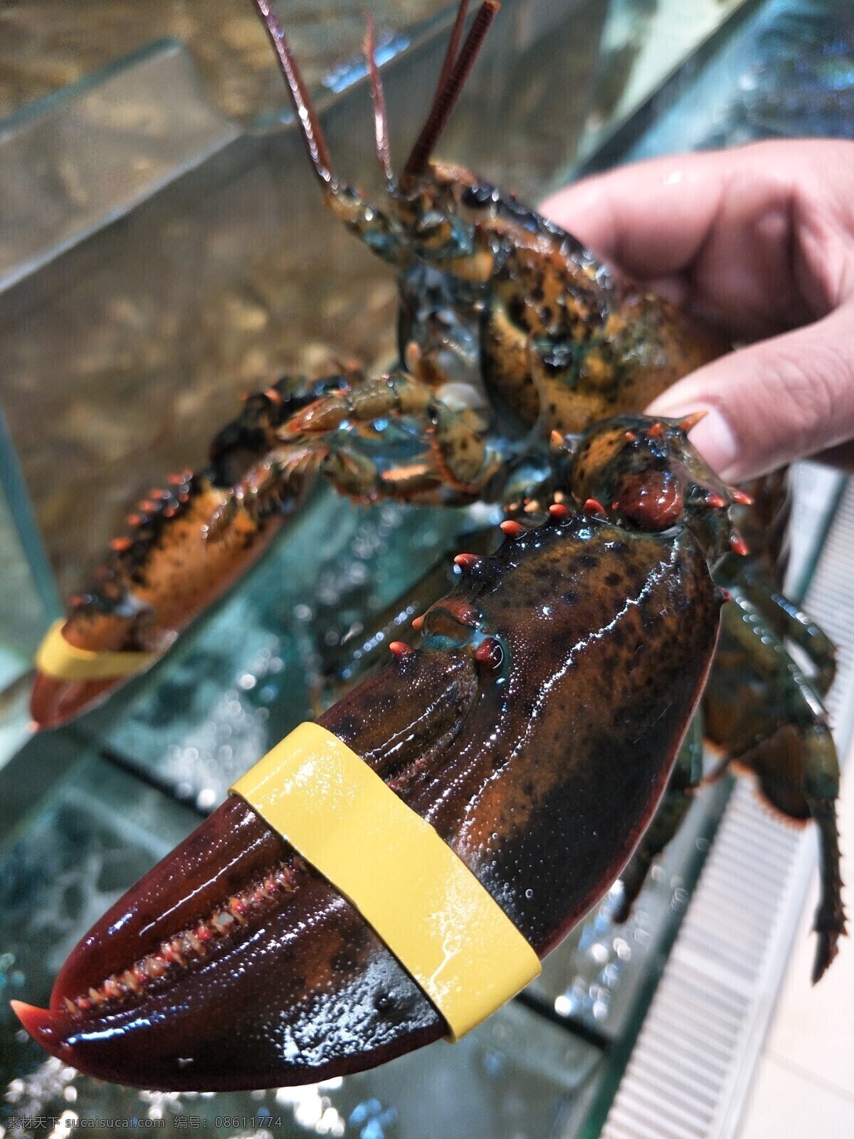 波士顿龙虾 波士顿 龙虾 波龙 海鲜 芝士焗龙虾 海产 烹饪 餐饮美食 食物原料