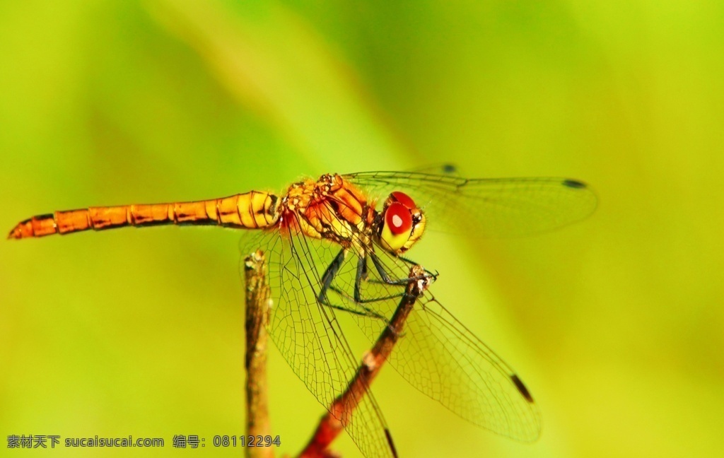 蜻蜓图片 蜻蜓 蜻蜓点水 益虫 小昆虫 漂亮的蜻蜓 美丽蜻蜓 生物世界 昆虫