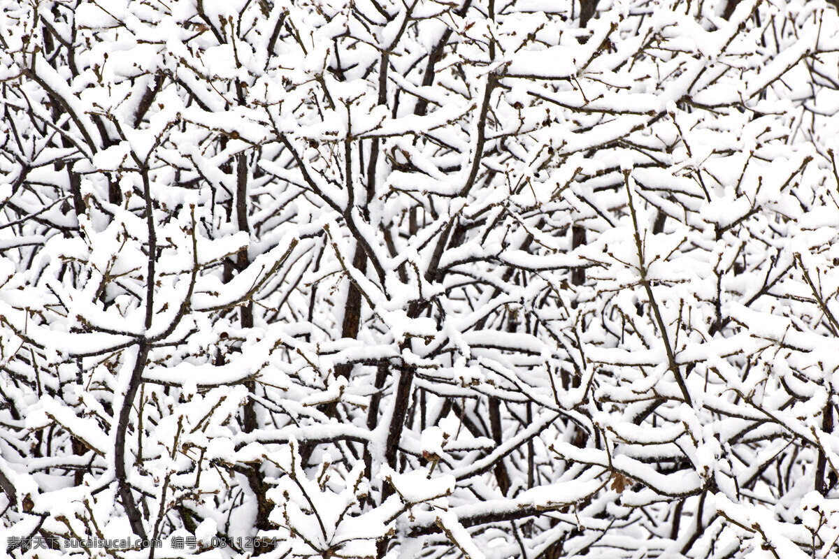 树枝 上 冬季 背景 雪 生物世界