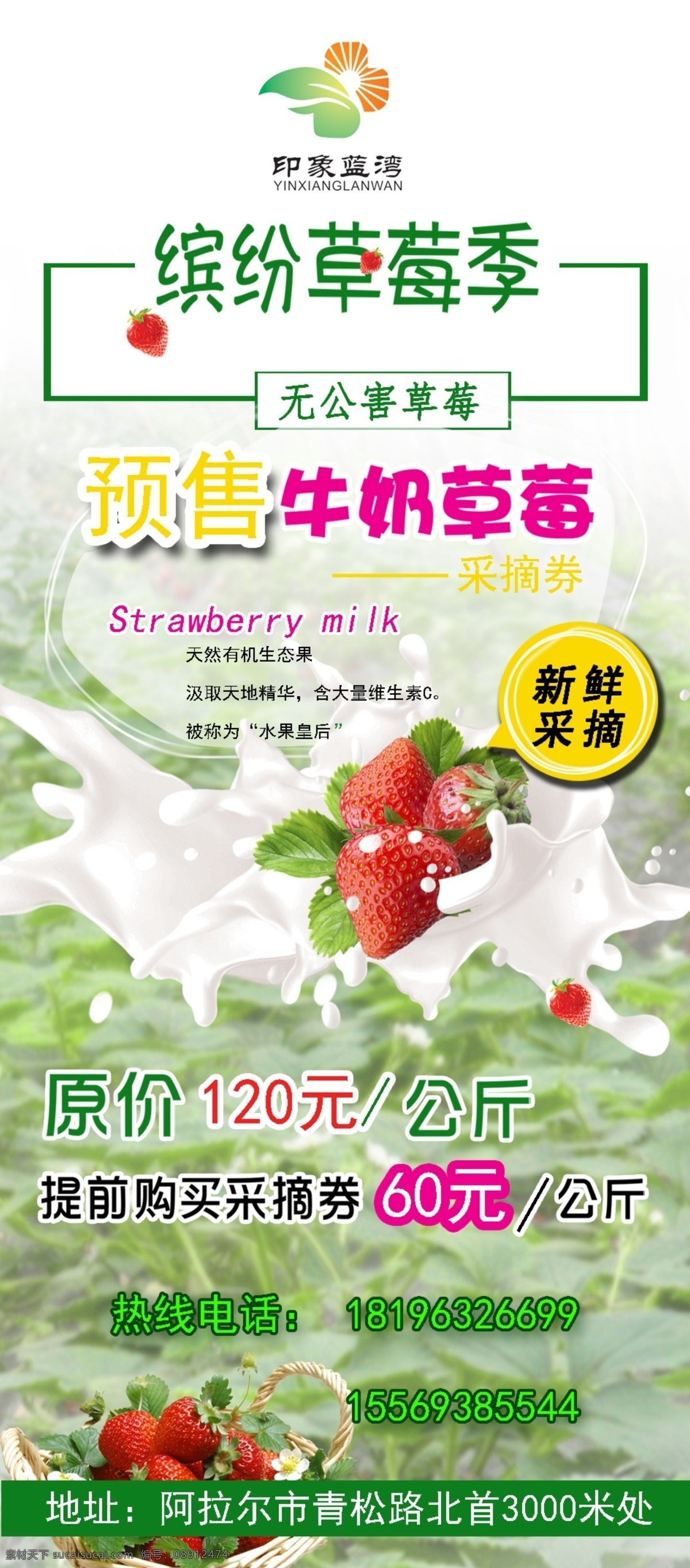 草莓采摘 牛奶草莓 草莓 采摘 蔬果采摘 自采草莓