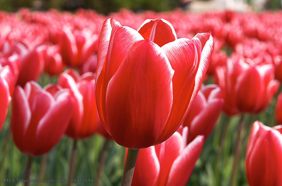 花卉 高清 花卉高清素材 漂亮花朵图片