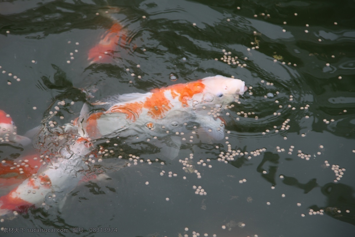 金鱼 摄影图片 生物世界 鱼类 原创设计 金鱼摄影 漂亮金鱼 金鱼觅食 活跃的鱼 畅游池水 涌动的鱼儿