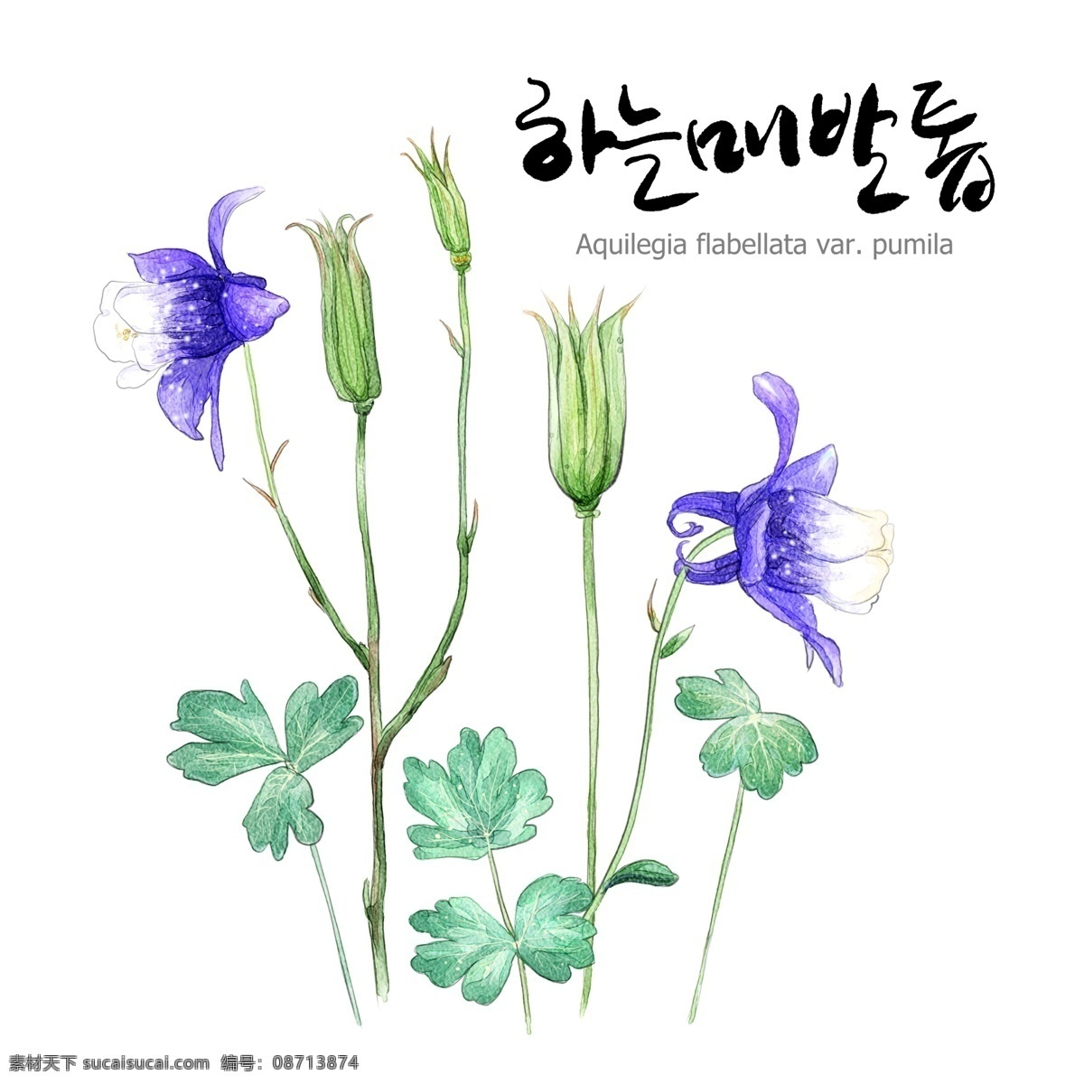 蓝花免费下载 蓝色的花朵 鲜花 植物 psd源文件