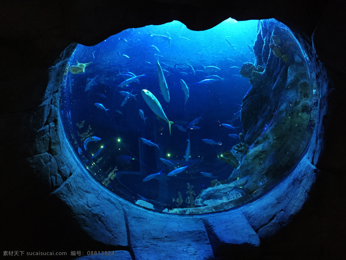 海底 世界 海洋生物 鱼群 奇观 海洋 生物 奇幻 仙境 神奇 生物世界