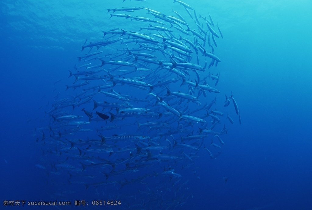 海底 鱼群 海底的鱼群 海底世界 热带鱼 深邃的大海 大洋深处 大洋 大海 群鱼 水下世界 游弋的鱼群 生物世界 鱼类