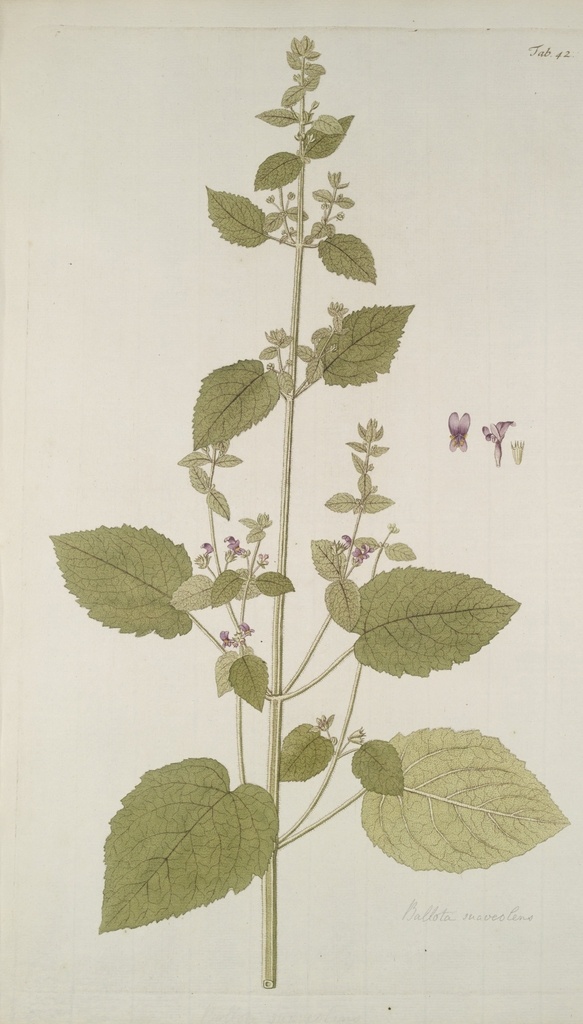 精美 绘画 草本植物 图谱 植物手绘 欧美复古 花卉花朵 清新淡雅风格 花草绘画 设计参考 绘画素材 工笔画 装饰画 插画 植物图谱 树叶花朵 临摹素材 复古绘画 装饰画芯 叶片树枝 树干 植株 药材植物 彩铅绘画 植物花朵 生物世界 花草