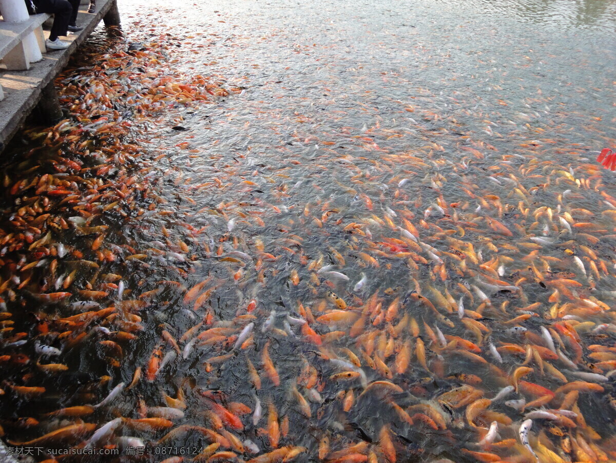 锦鲤 生物世界 鱼类 鱼群 鱼塘 锦鲤观赏鱼 喂食鱼群