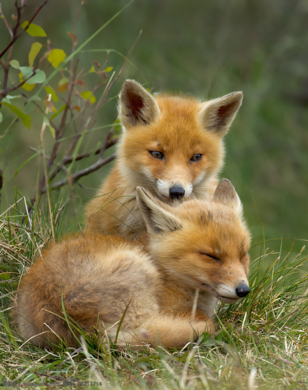 唯美狐狸 唯美 炫酷 生物 动物 可爱 狐狸 红狐 野生 生物世界 野生动物